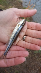 Erimystax dissimilis