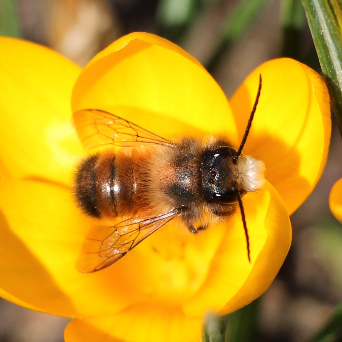 Repräsentatives Beispiel: Rote Mauerbiene aus der Sammelgruppe: Wildbienen