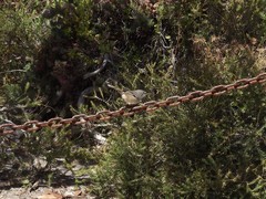 Sericornis maculatus