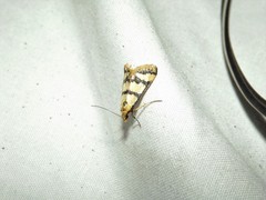 Metallarcha eurychrysa