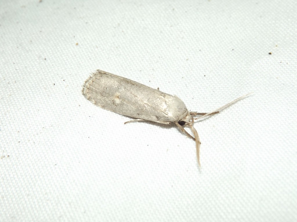 Clerarcha