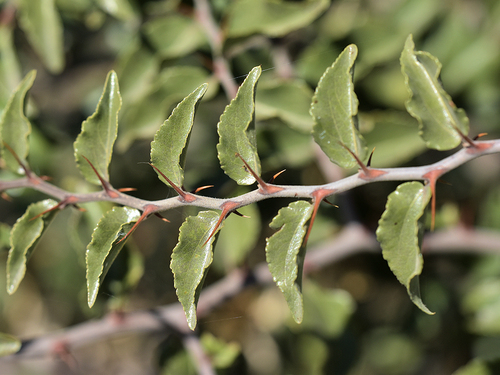 buffalo-thorn