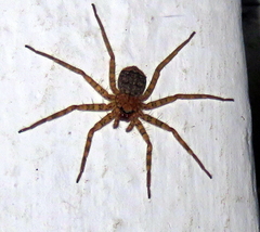 Araneae