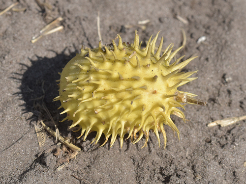 Wild Cucumber