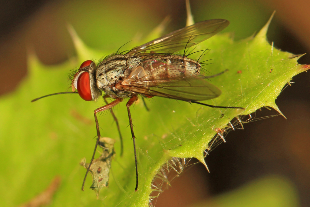 Prosenoides flavipes