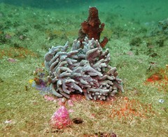 Capnella gaboensis