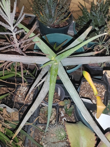 Aloe tewoldei