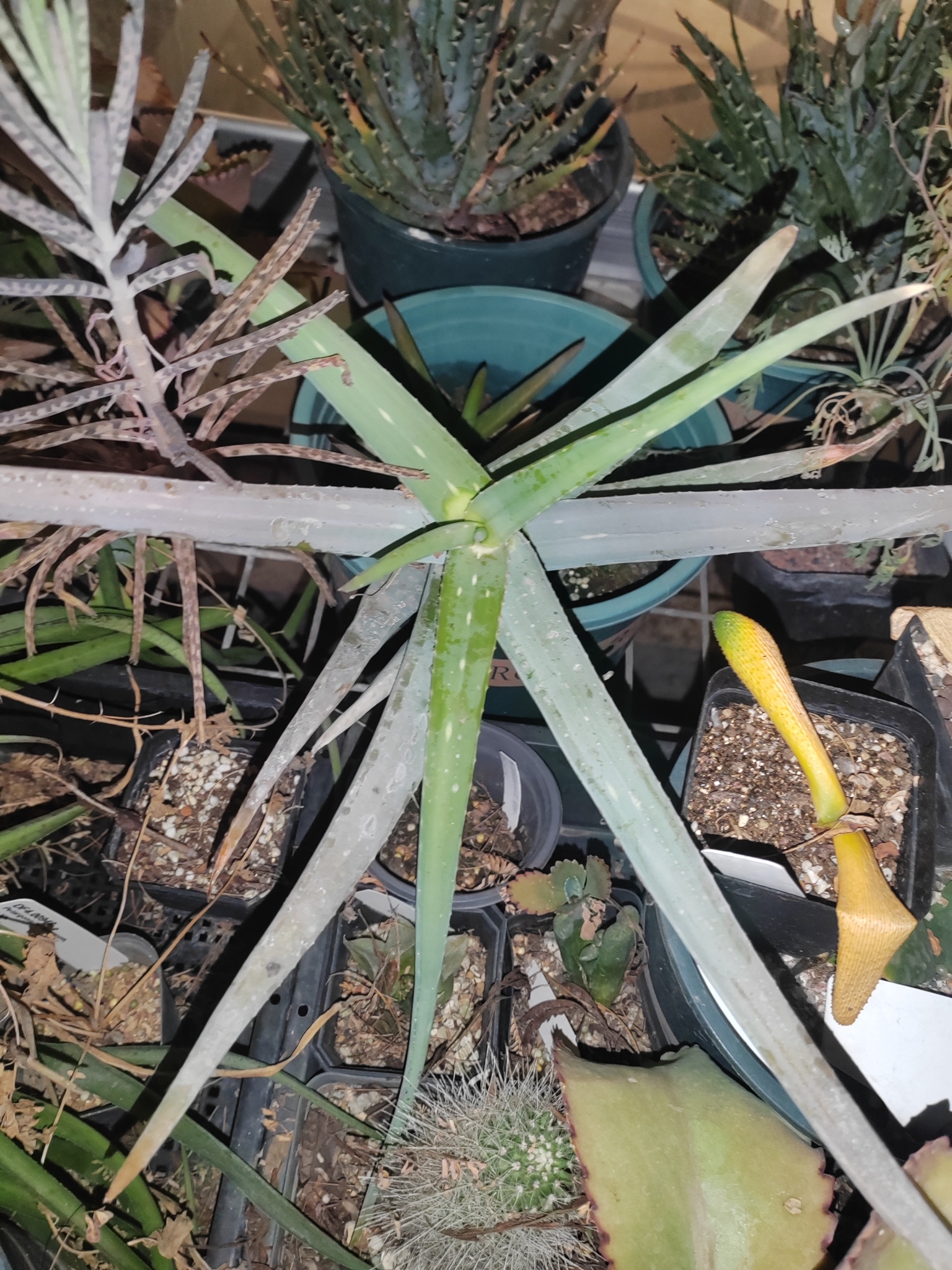 Aloe tewoldei