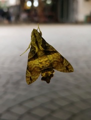 Macroglossum pyrrhosticta