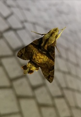 Macroglossum pyrrhosticta