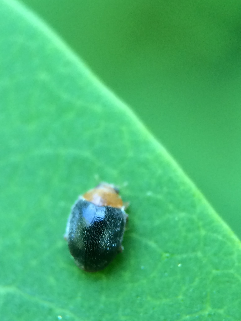 Kansas Lady Beetle