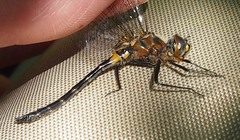 Dorocordulia lepida