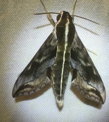 Hippotion brunnea