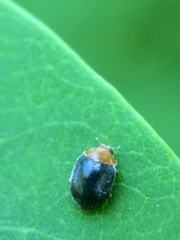 Scymnus kansanus