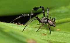 Stephanopis barbipes