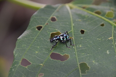 Metapocyrtus lindabonus