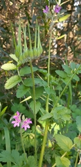 Erodium moschatum