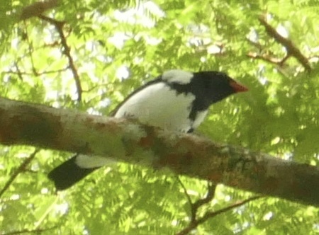 Red-billed Pied Tanager (Lamprospiza melanoleuca), photo 1