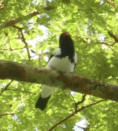 Red-billed Pied Tanager (Lamprospiza melanoleuca), photo 2