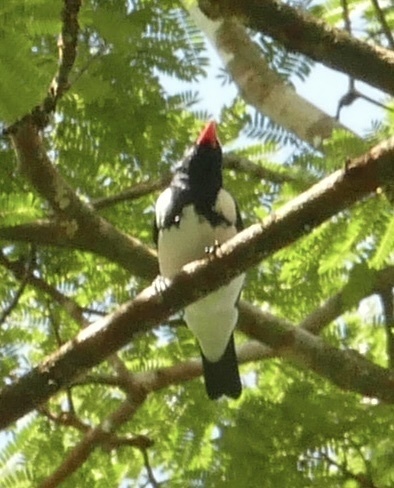 Red-billed Pied Tanager (Lamprospiza melanoleuca), photo 9