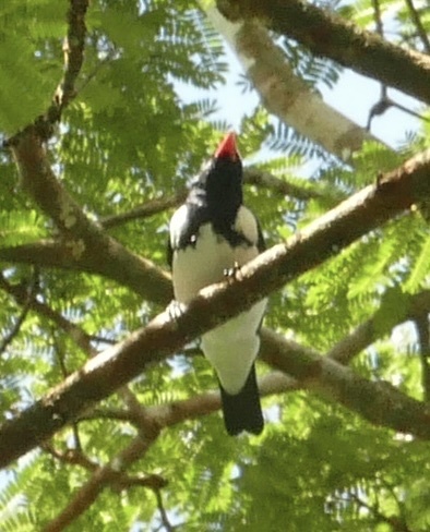 Red-billed Pied Tanager (Lamprospiza melanoleuca), photo 3