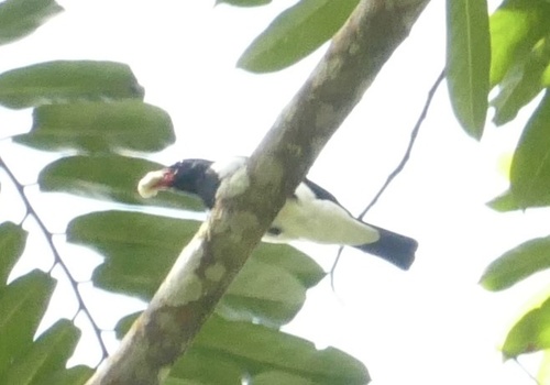 Red-billed Pied Tanager (Lamprospiza melanoleuca), photo 10