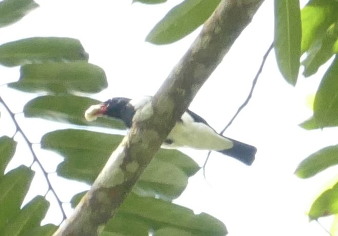 Red-billed Pied Tanager (Lamprospiza melanoleuca), photo 4