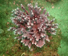 Callyspongia azurea