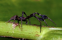 Stephanopis barbipes