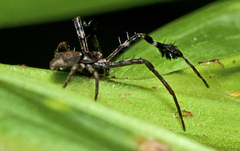 Stephanopis barbipes