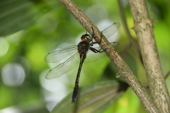 Heteronaias heterodoxa