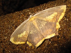 Thinopteryx delectans