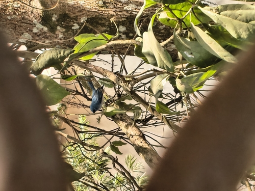 African Blue Flycatcher