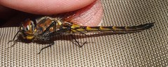 Dorocordulia lepida