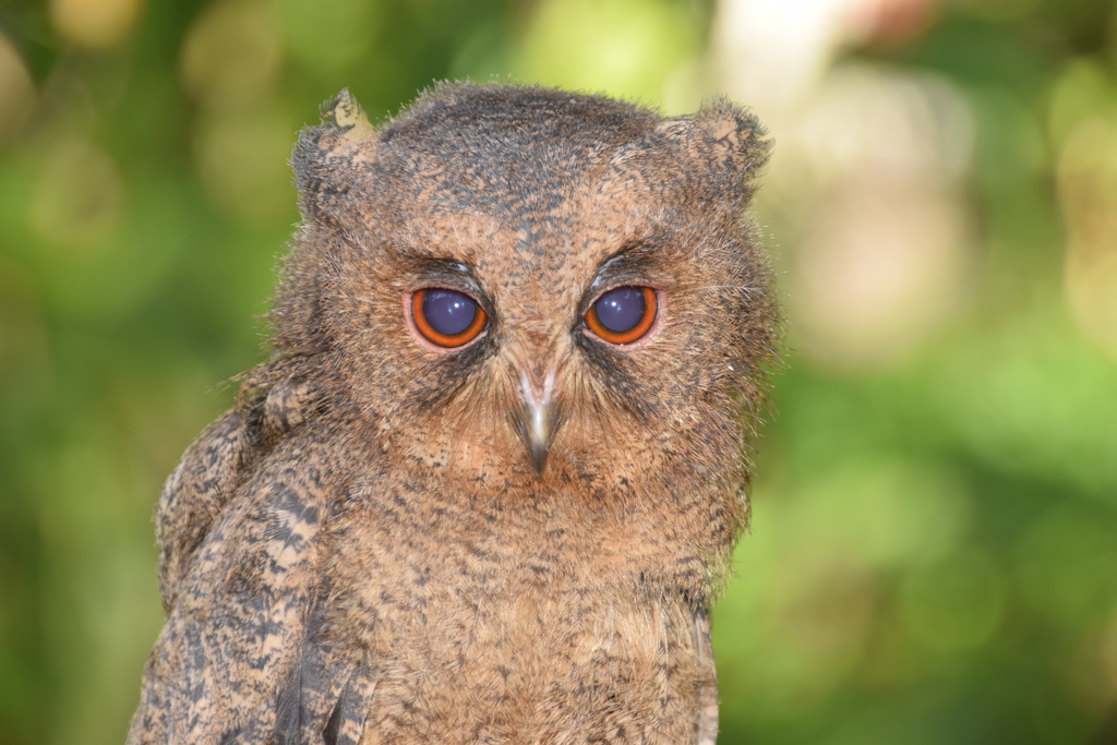 Everett's Scops-Owl
