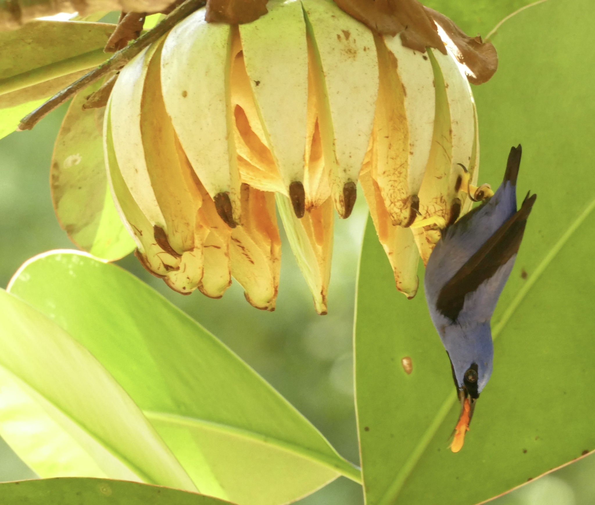 Purple Honeycreeper (Cyanerpes caeruleus), photo 4