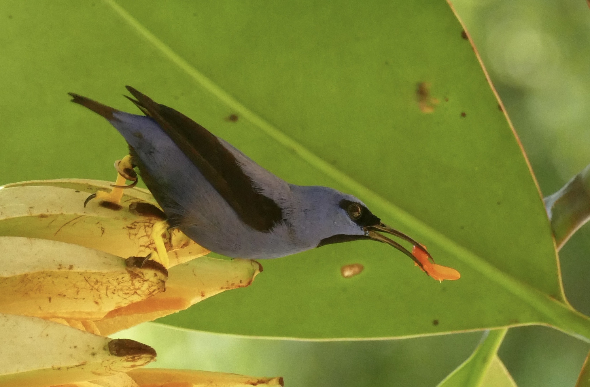 Purple Honeycreeper (Cyanerpes caeruleus), photo 2