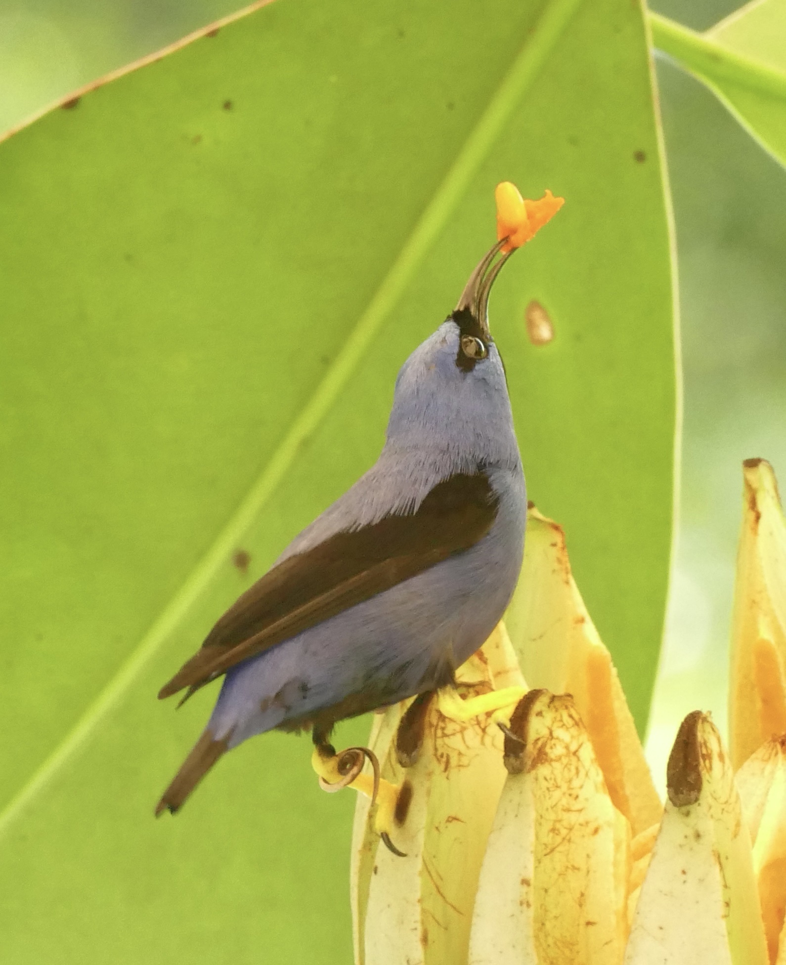 Purple Honeycreeper (Cyanerpes caeruleus), photo 3