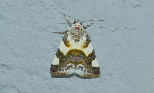 Acontia umbrigera