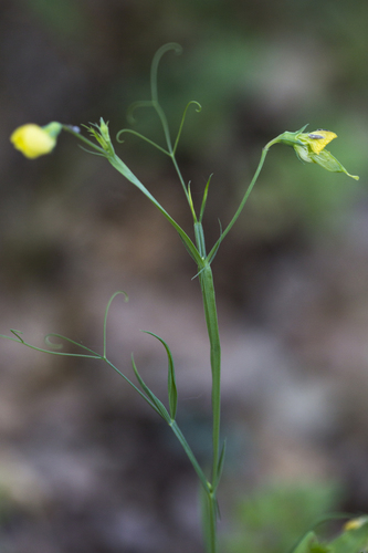 Fodder Pea (Lathyrus annuus)
