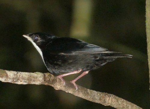 White-throated Manakin (Corapipo gutturalis), photo 10