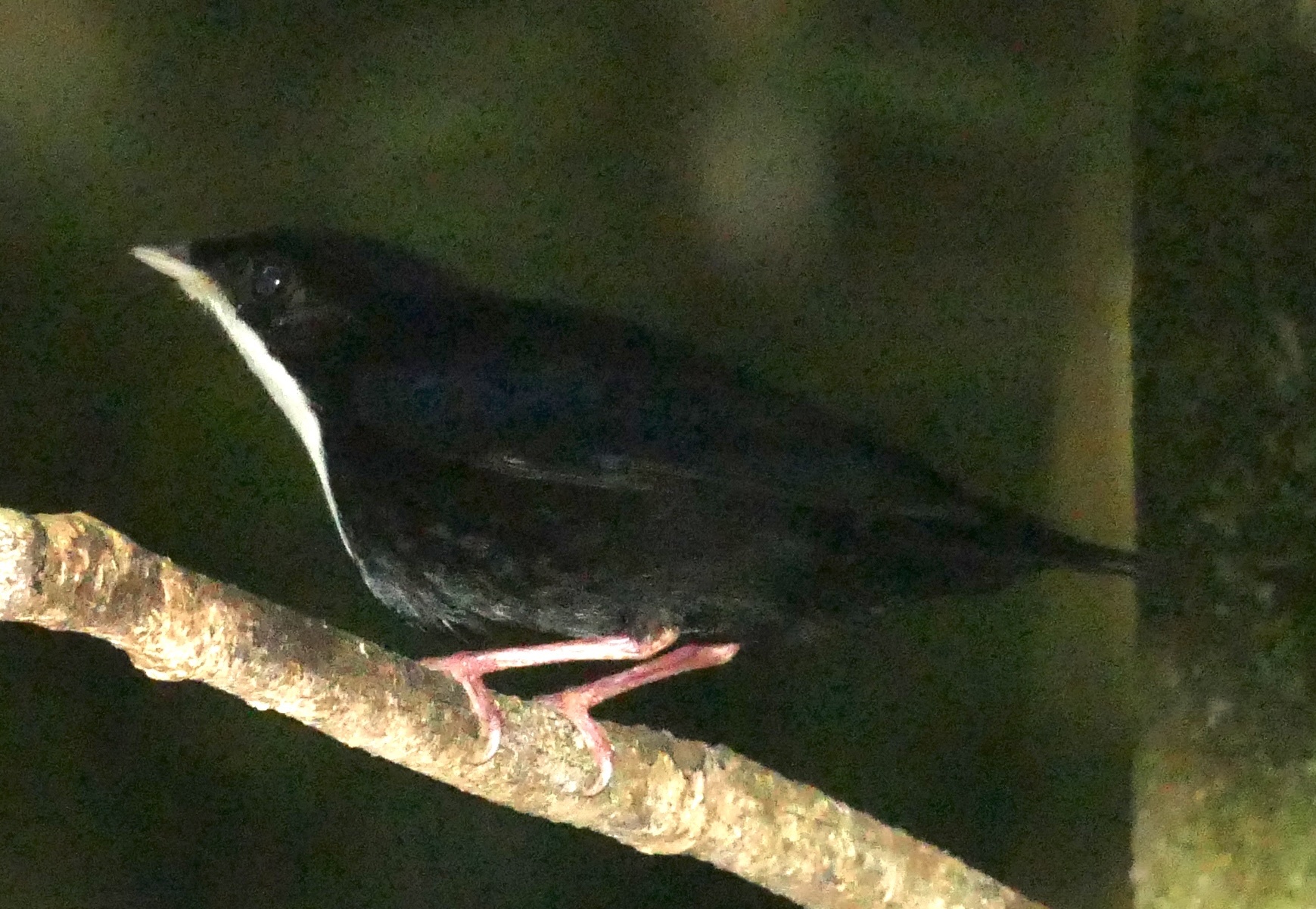 White-throated Manakin (Corapipo gutturalis), photo 2