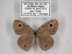 Ypthima recta