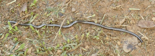 Guyana Blind Snake