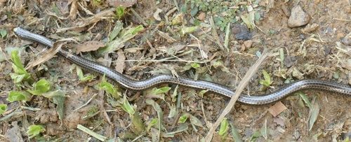 Guyana Blind Snake