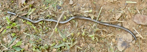 Guyana Blind Snake