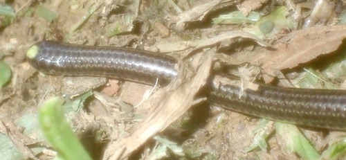 Guyana Blind Snake