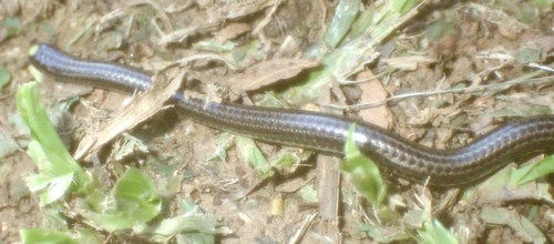 Guyana Blind Snake