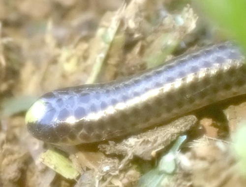 Guyana Blind Snake
