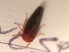 Oncopsis sobria